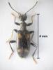 Stricticollis longicollis